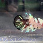 betta1239