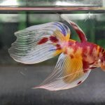 betta1240
