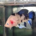betta1241