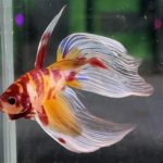 betta1240