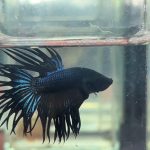 betta1236
