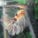 betta1238