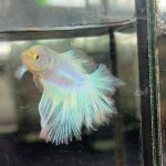 betta1231