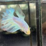 betta1231