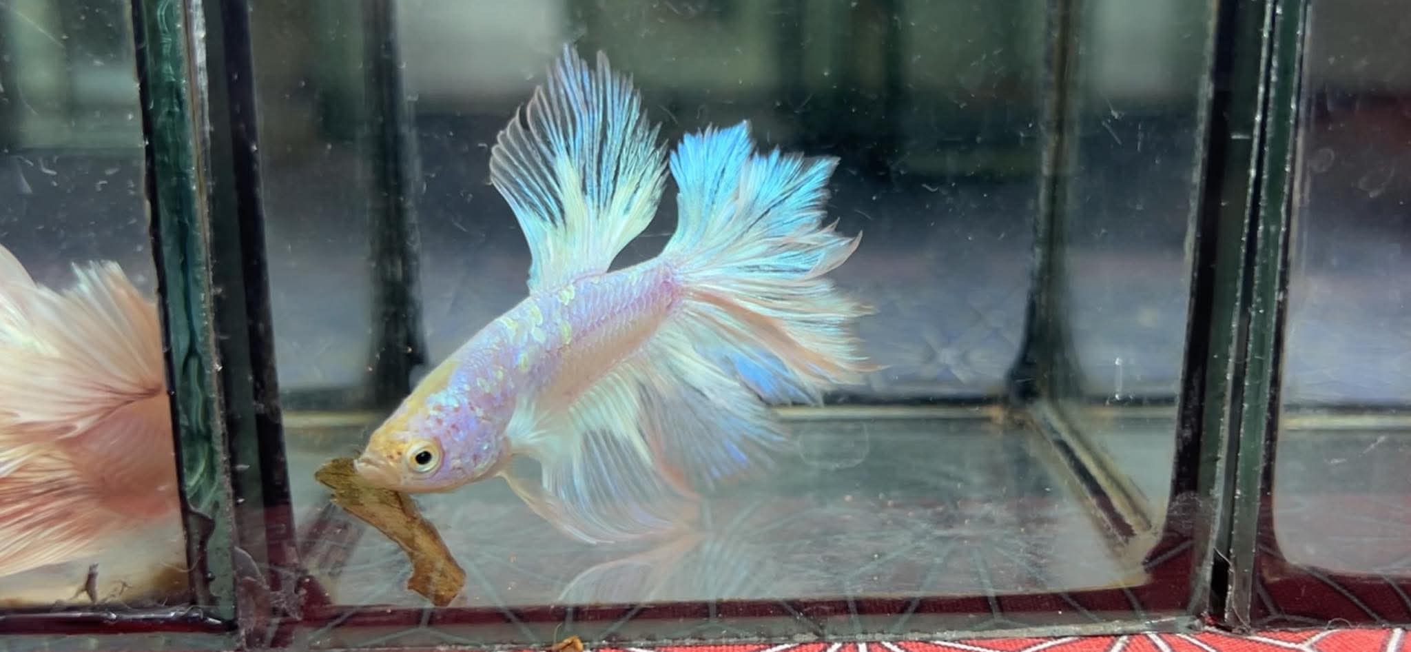 betta1231
