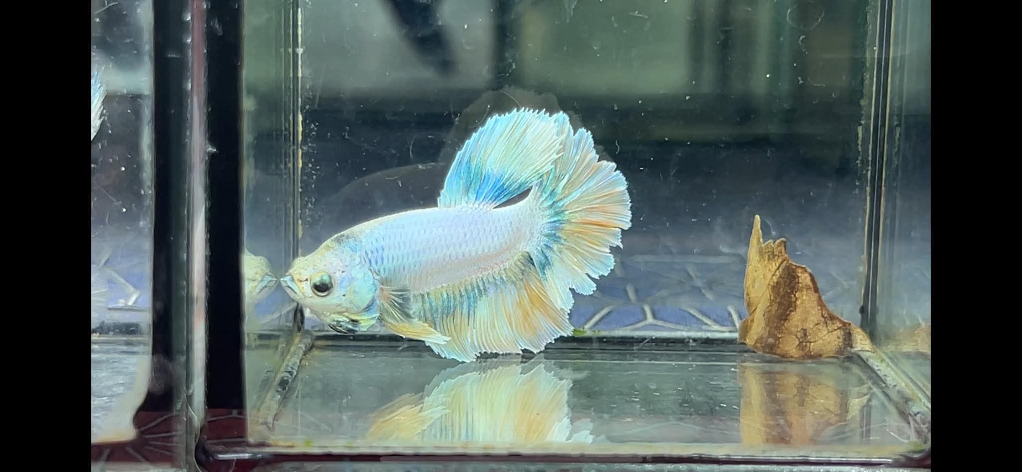 betta1232