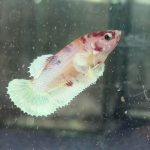 betta1233