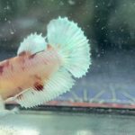 betta1233