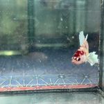 betta1233