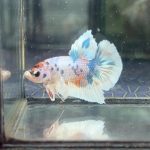 betta1233