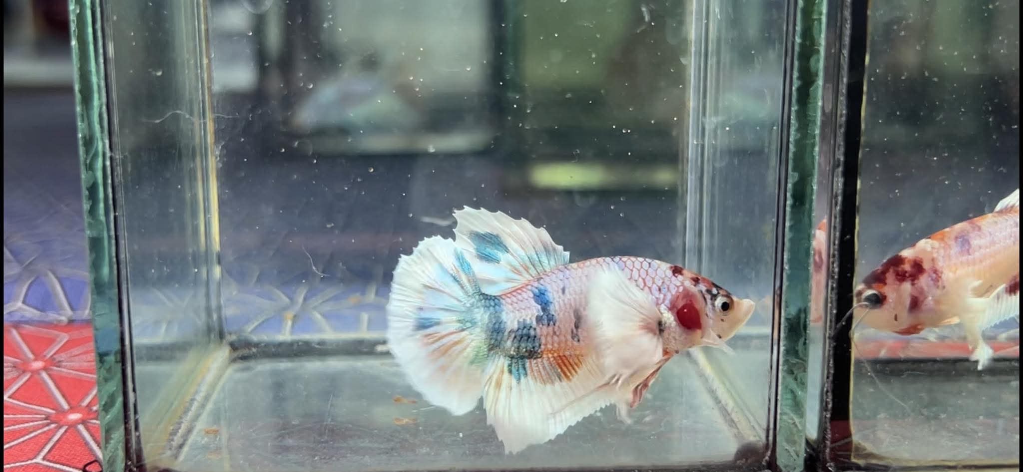 betta1233