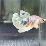 betta1233