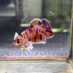 betta1234