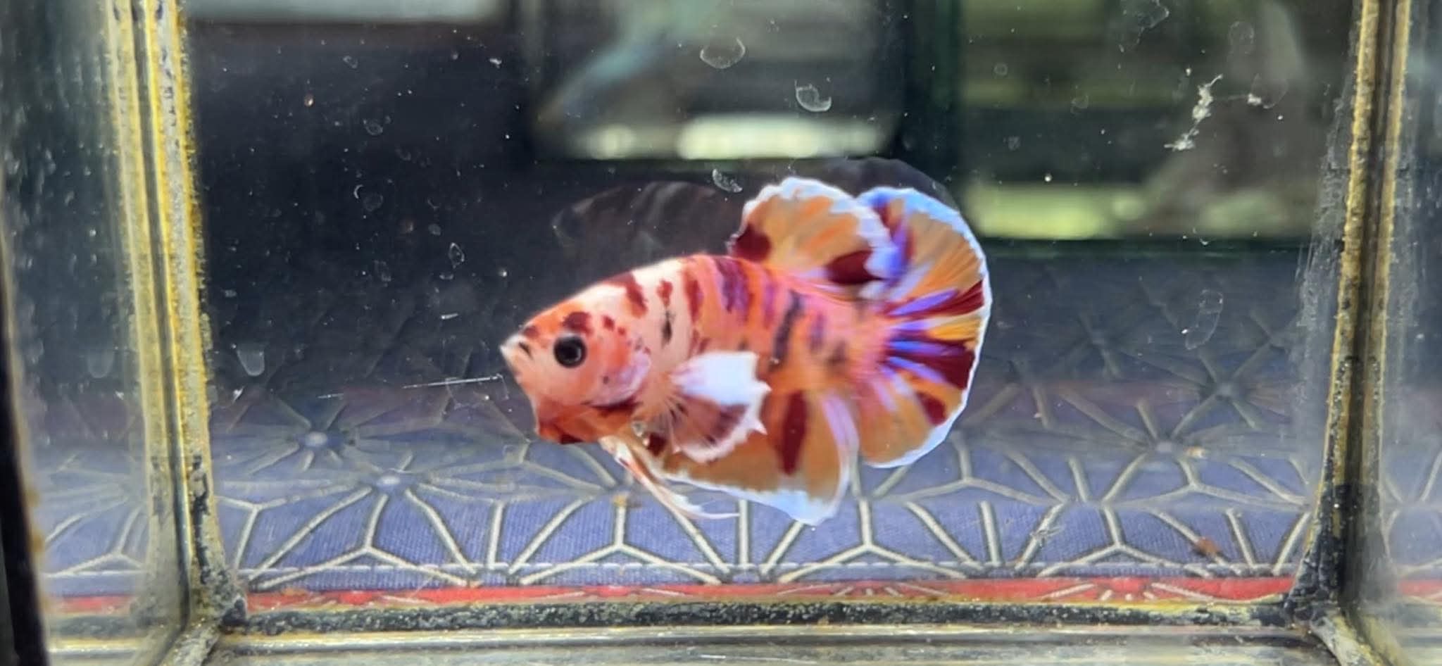 betta1234