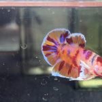 betta1234