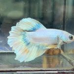 betta1232