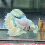 betta1232