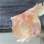 betta1230