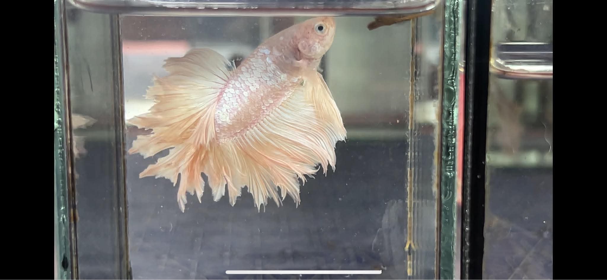betta1230