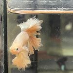 betta1235