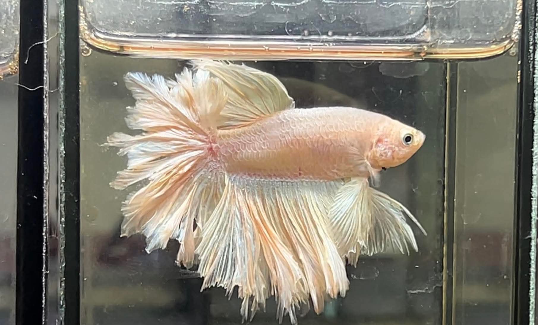 betta1235