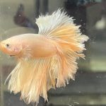 betta1235