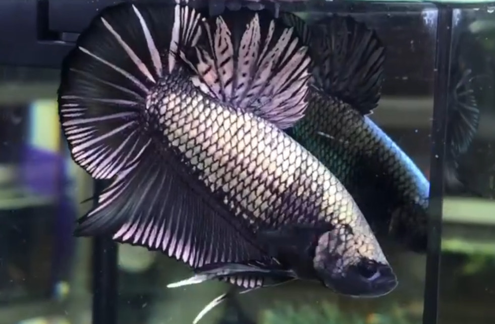 betta1237