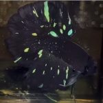 betta1237