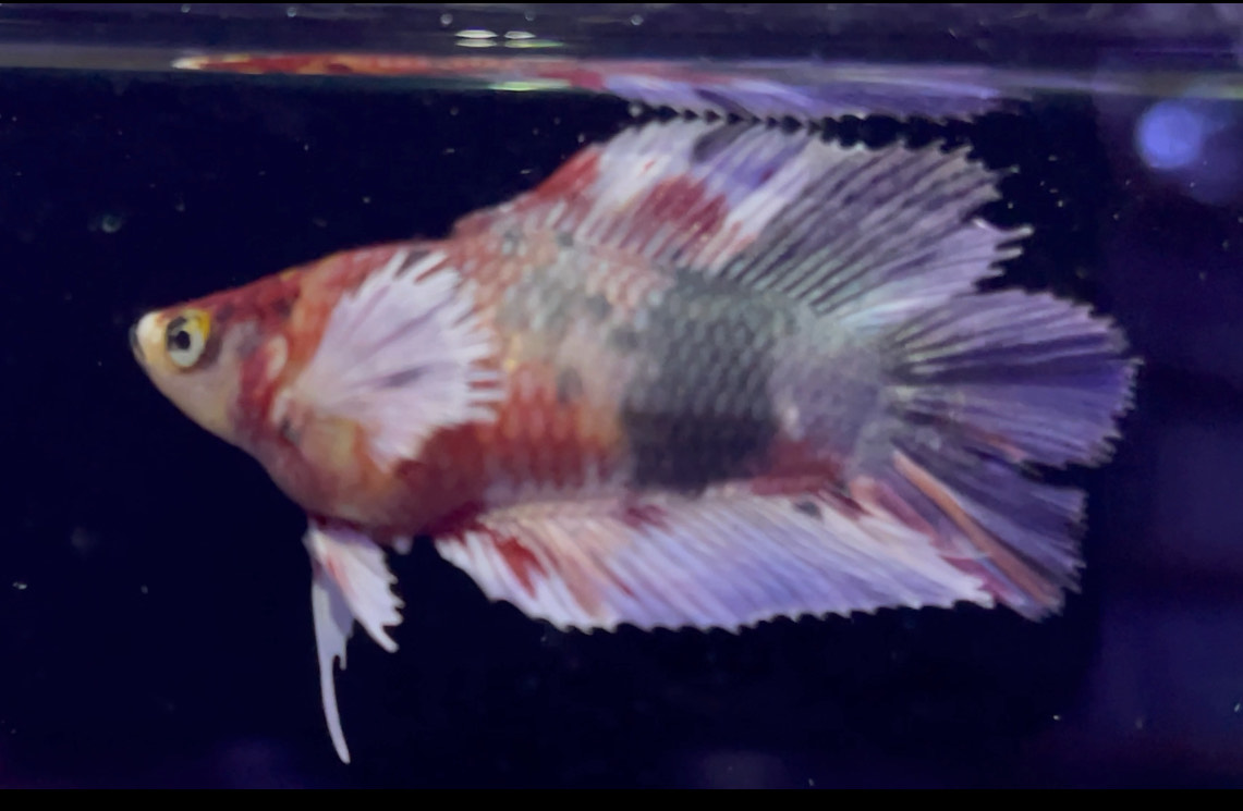 betta1146