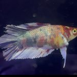 betta1146