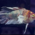 betta1146