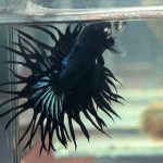 betta1236