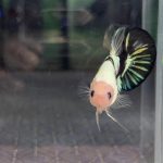 betta1239