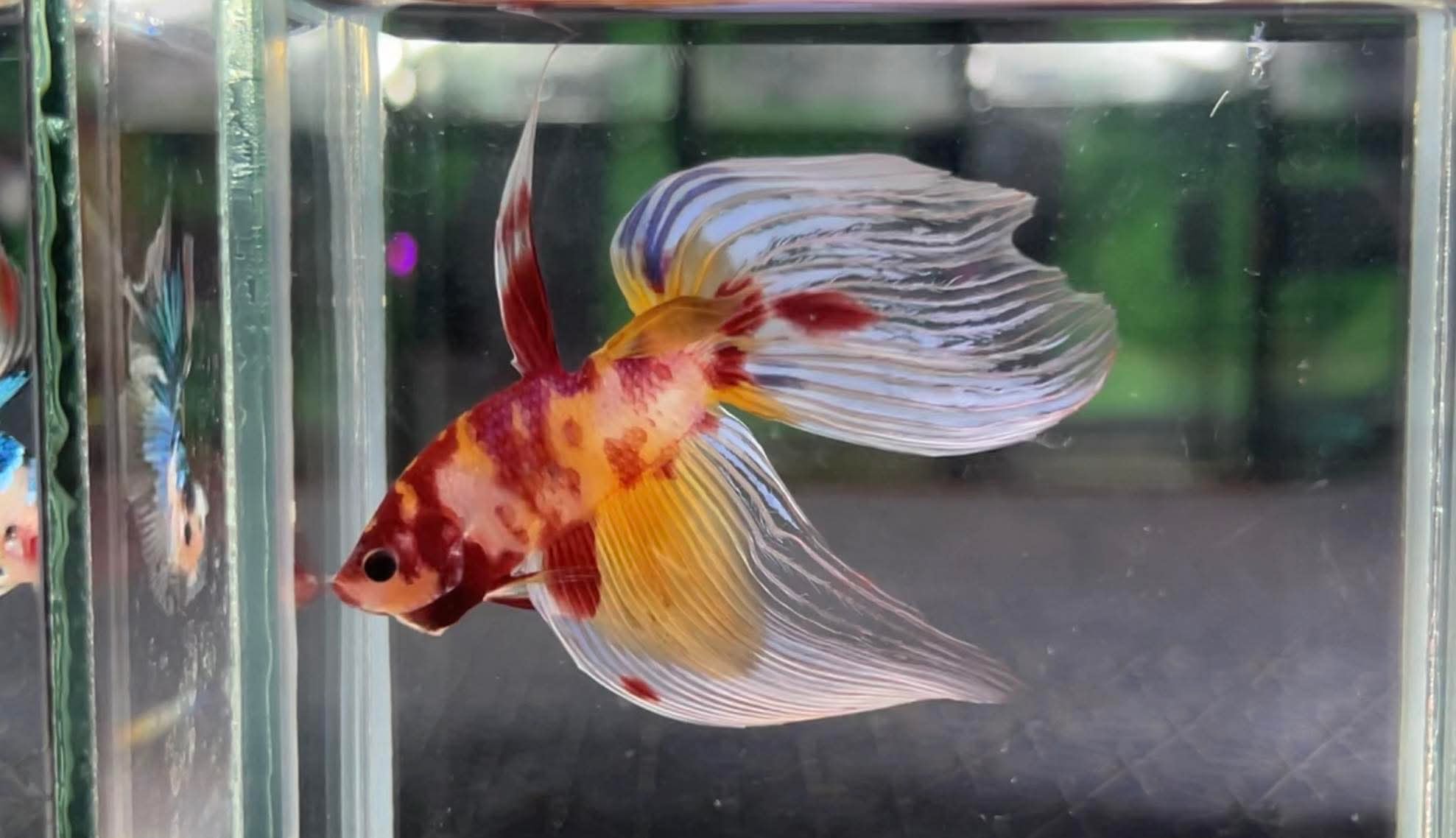 betta1240