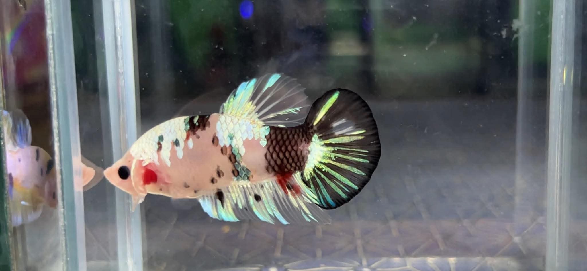betta1239
