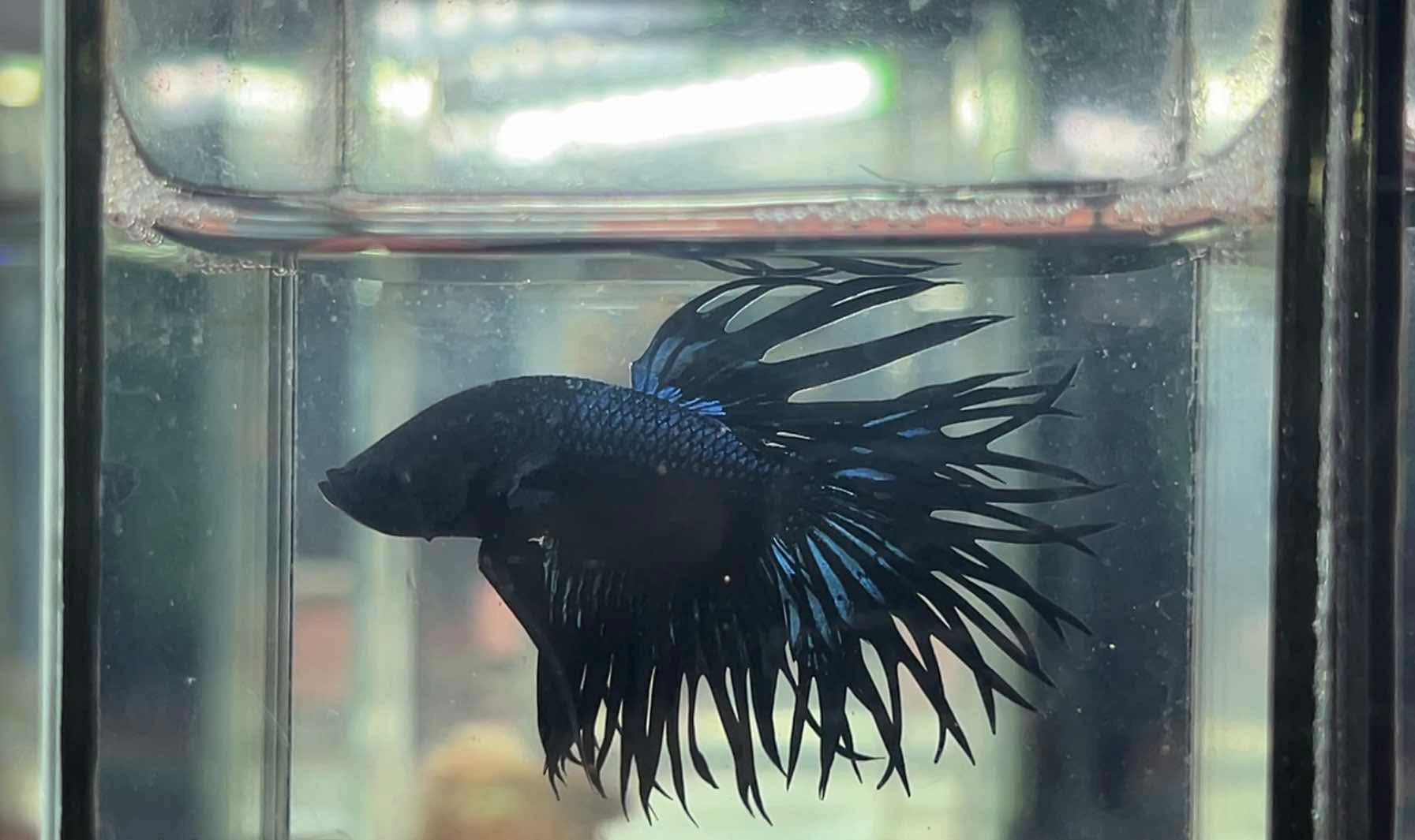 betta1236
