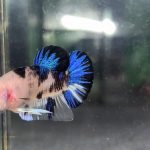 betta1241