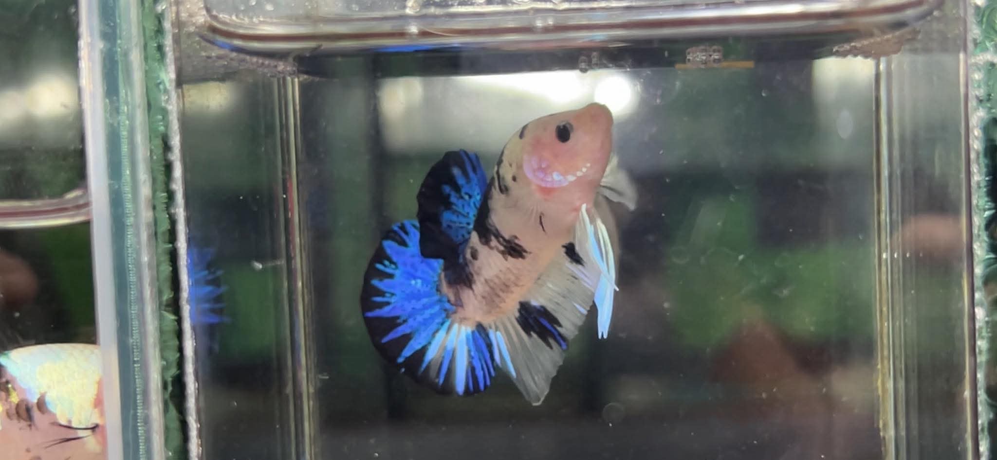 betta1241