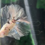 betta1238