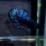 betta1316