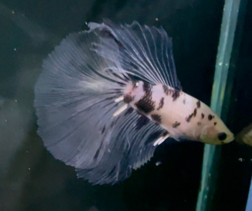 betta1318