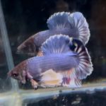 betta1332