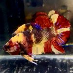 betta1328