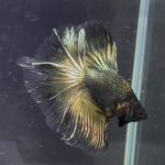 betta1369