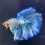 betta1361