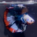 betta1393