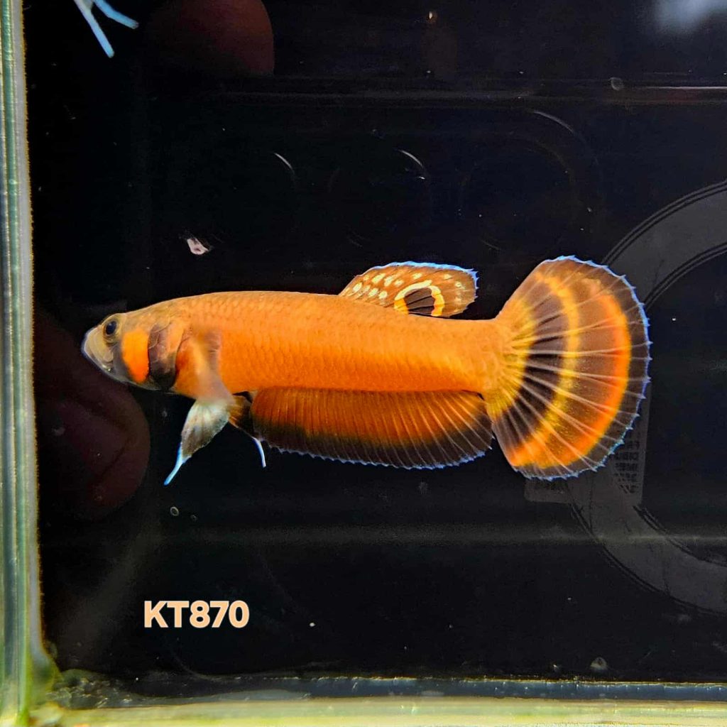 betta1403